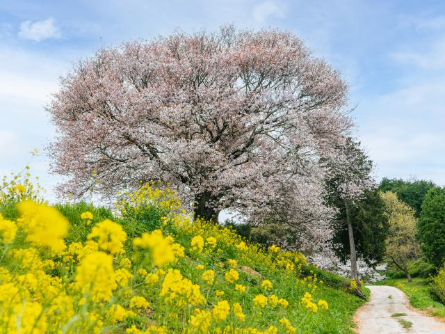 写真：馬場の山桜