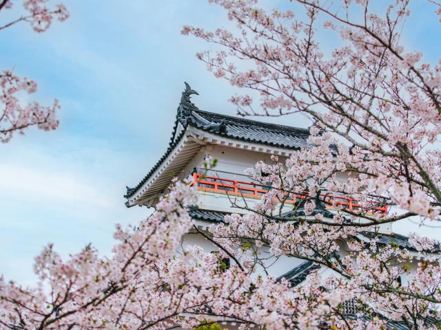 写真：唐津城（桜）