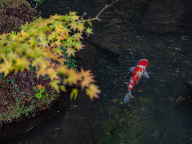 写真：大興善寺