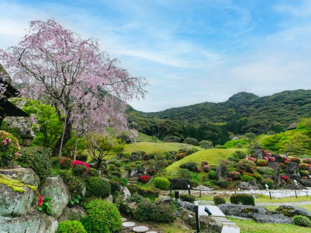 写真：慧洲園（桜）