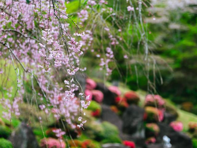 写真：慧洲園（桜）