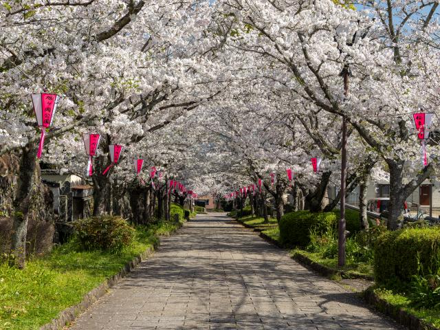 写真：旭ヶ岡公園(桜)