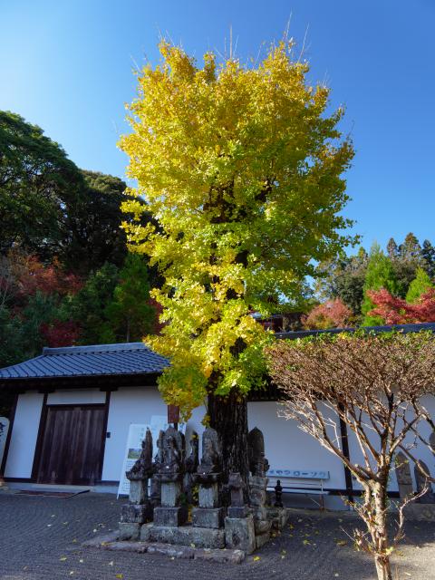 写真：高野寺