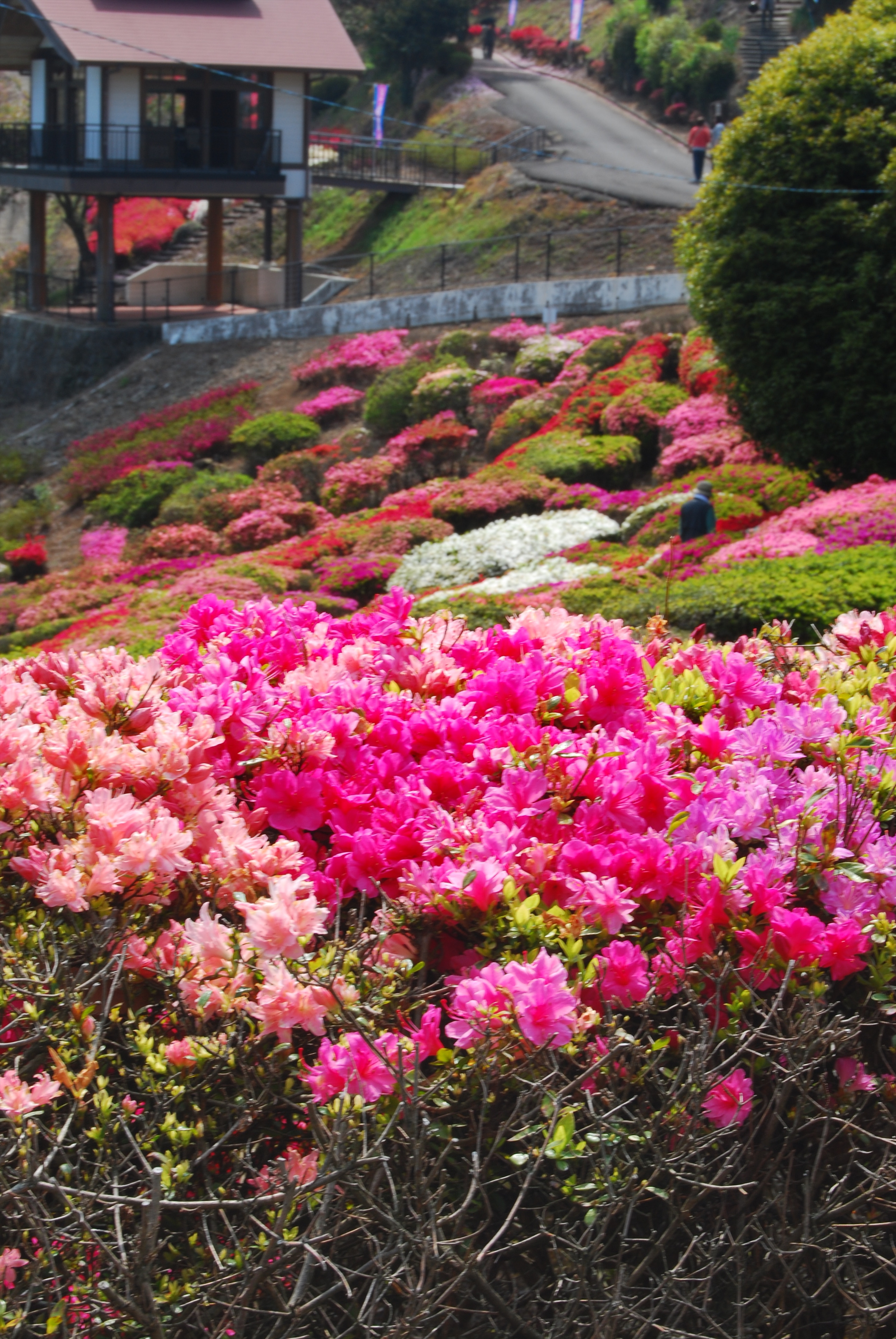 画像:歌垣公園のつつじの写真