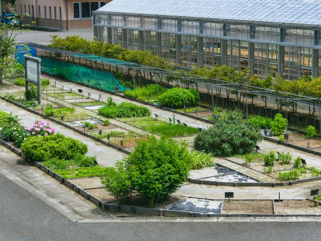 写真：玄海町薬用植物栽培研究所