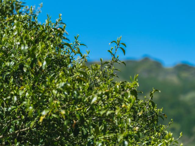 写真：茶畑・大茶樹