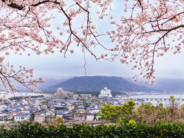 写真：唐津城（桜）