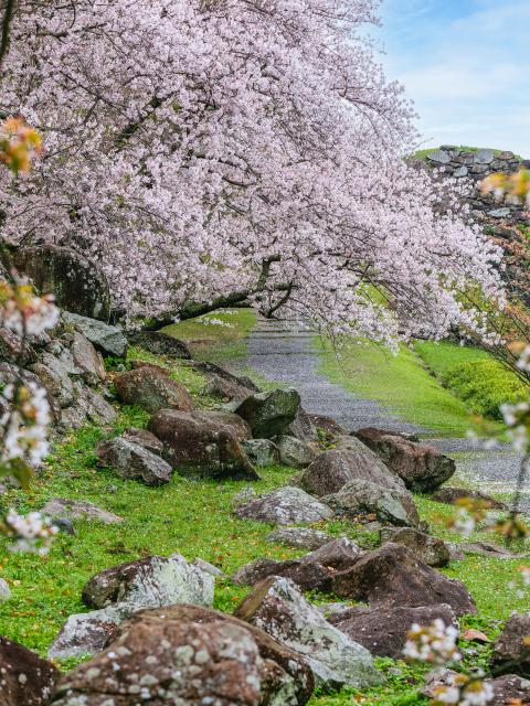 写真：名護屋城跡（桜）