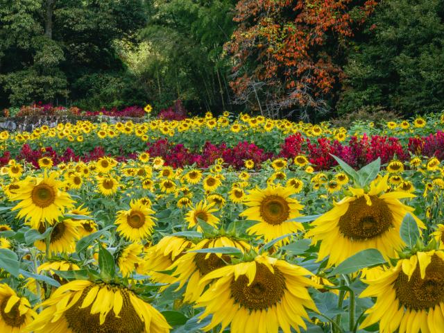 写真：山田ひまわり園