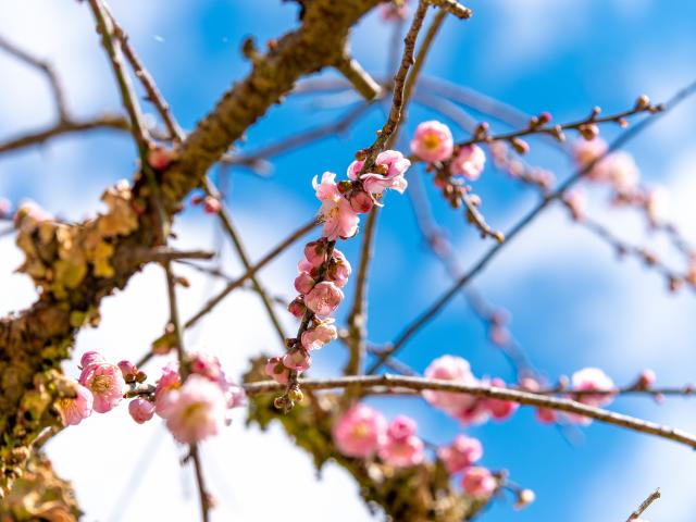 写真：慧洲園の梅