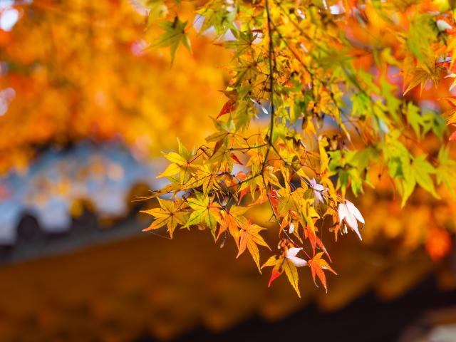 写真：大興善寺