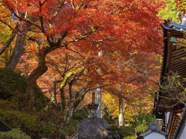 写真：大興善寺