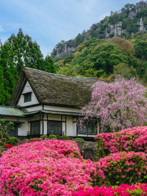 写真：慧洲園（桜）