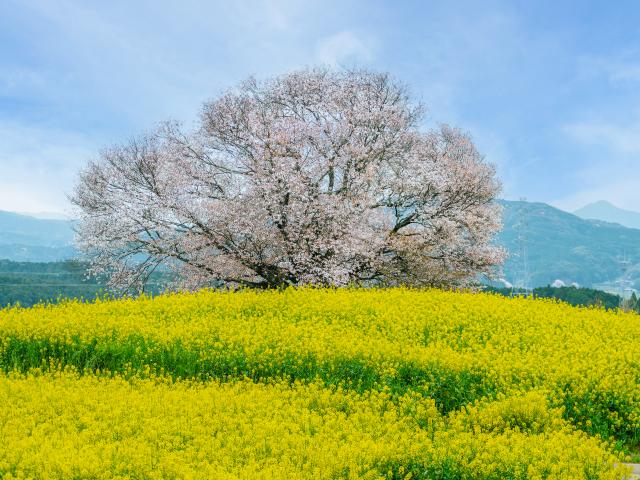 写真：馬場の山桜