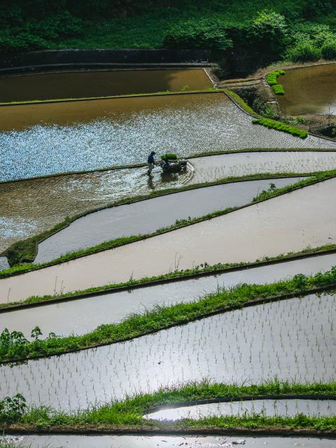 写真：浜野浦の棚田