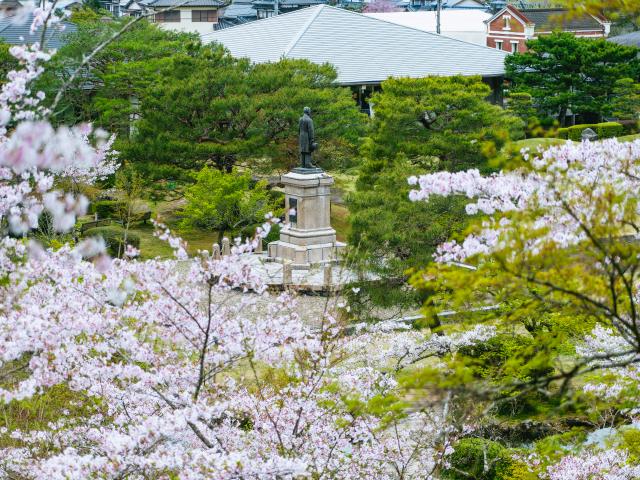 写真：西渓公園(桜)