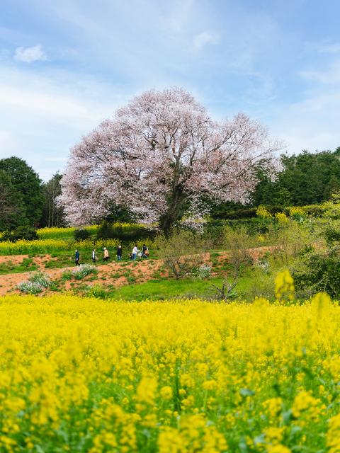 写真：馬場の山桜