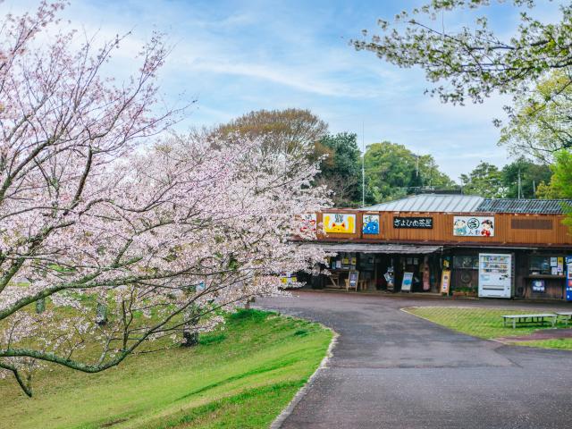 写真：鏡山（桜）