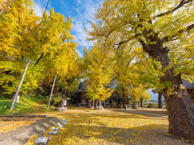 写真：綾部八幡神社