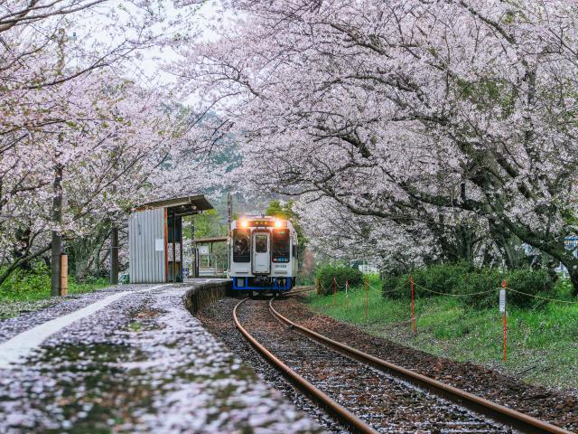 写真：浦ノ崎駅　桜のトンネル