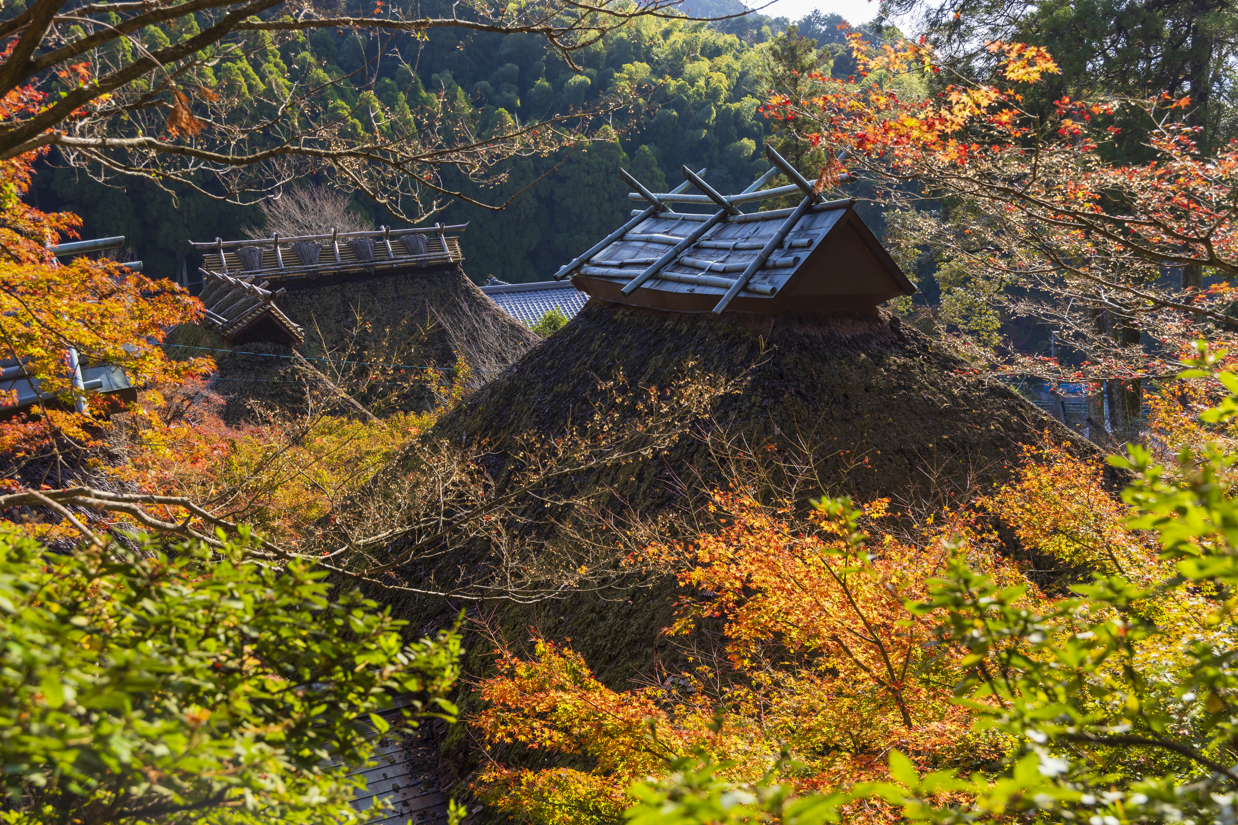 画像:大興善寺の写真