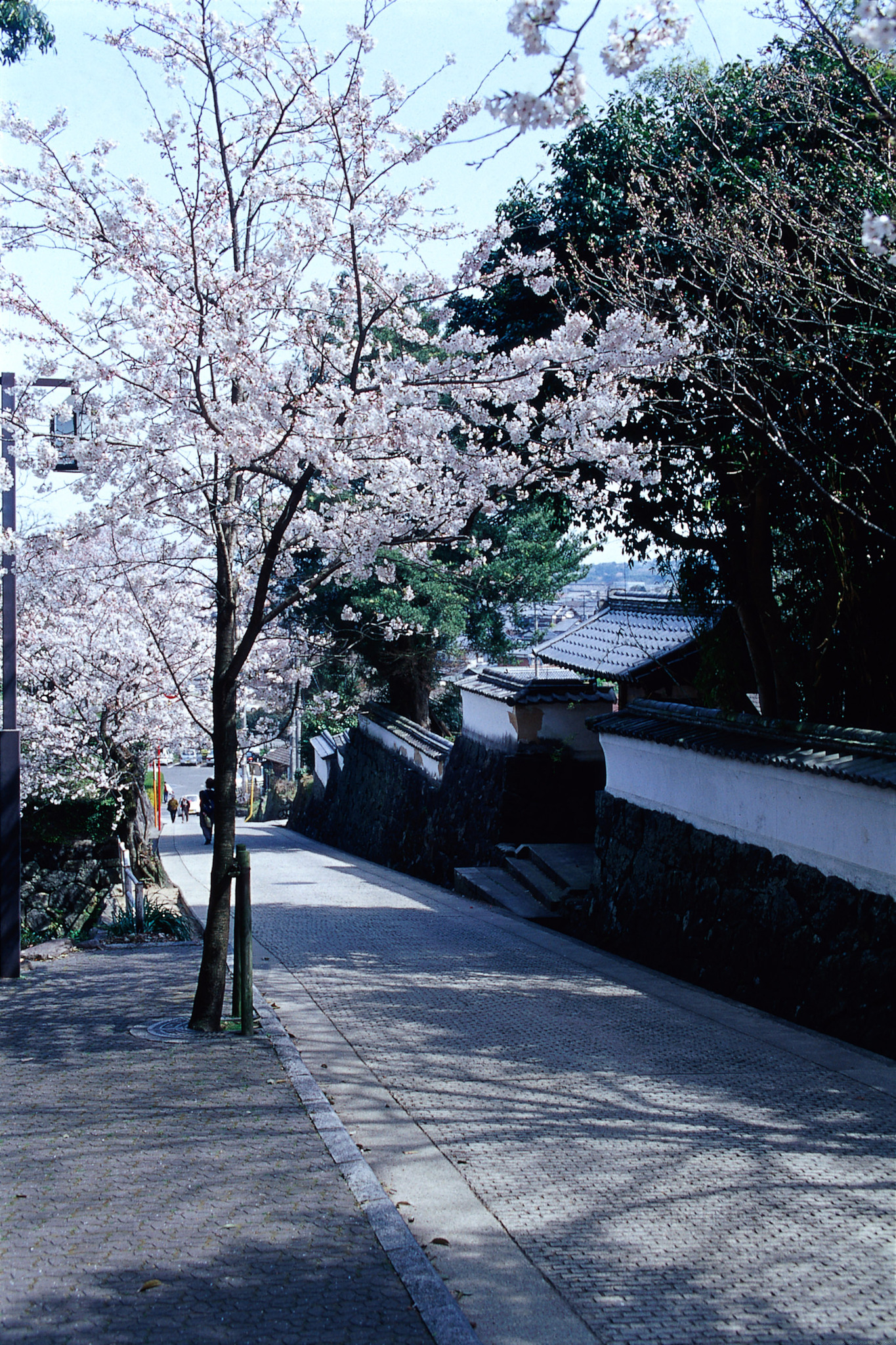 画像:鹿島城跡の桜の写真