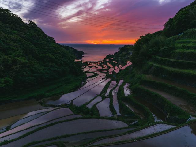 写真：浜野浦の棚田