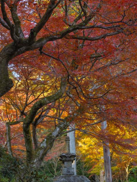 写真：大興善寺