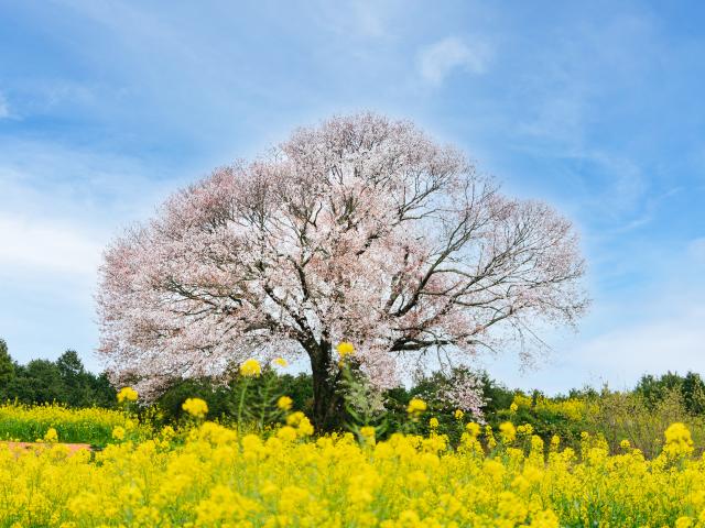 写真：馬場の山桜