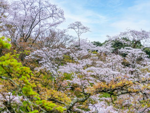 写真：西渓公園(桜)