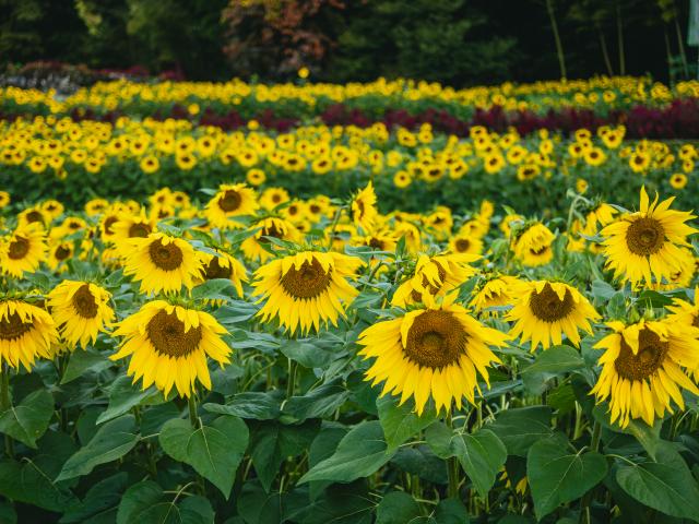 写真：山田ひまわり園