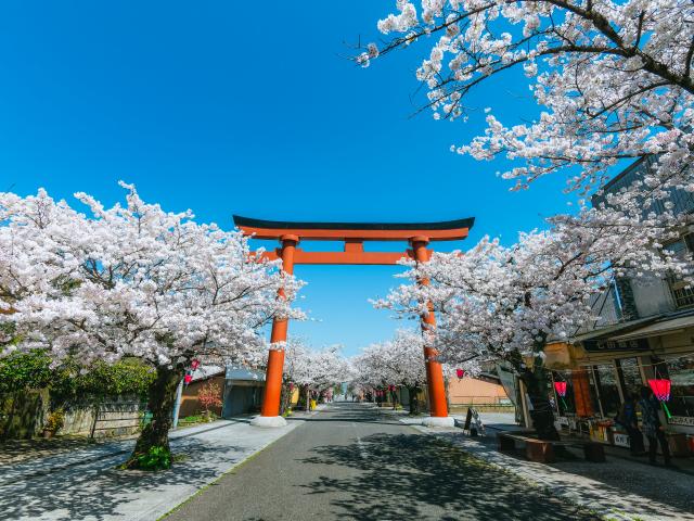 写真：祐徳稲荷神社参道(桜)