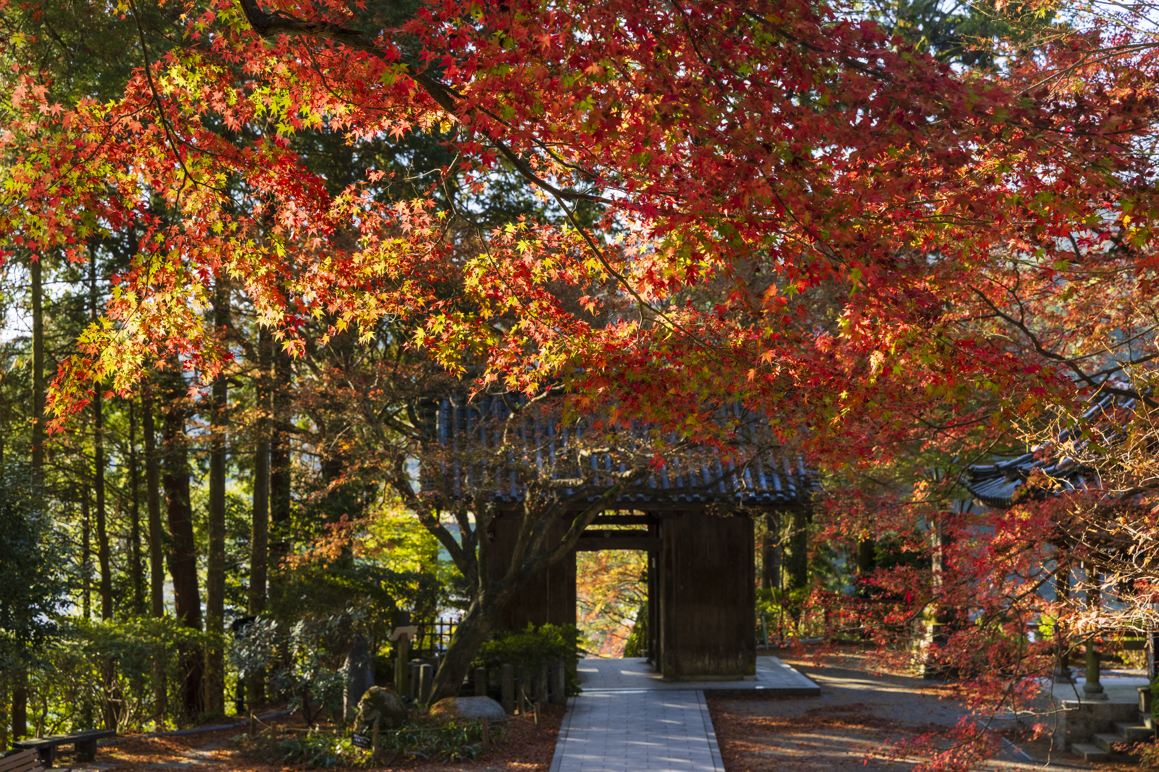 画像:大興善寺の写真