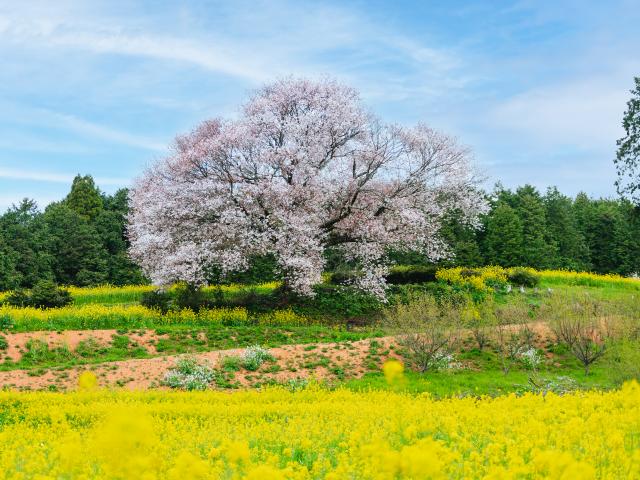 写真：馬場の山桜