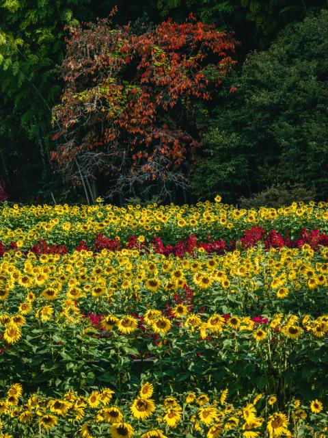 写真：山田ひまわり園