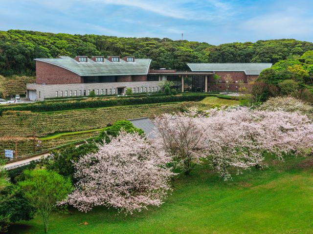 写真：名護屋城跡（桜）