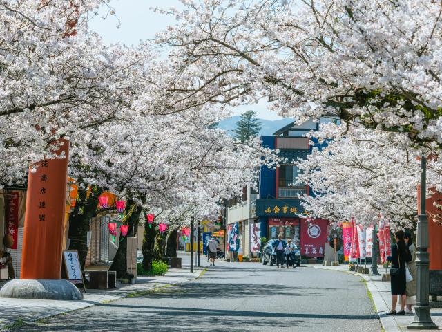 写真：祐徳稲荷神社参道(桜)