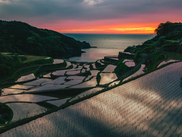 写真：浜野浦の棚田