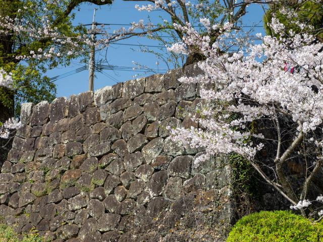 写真：旭ヶ岡公園(桜)