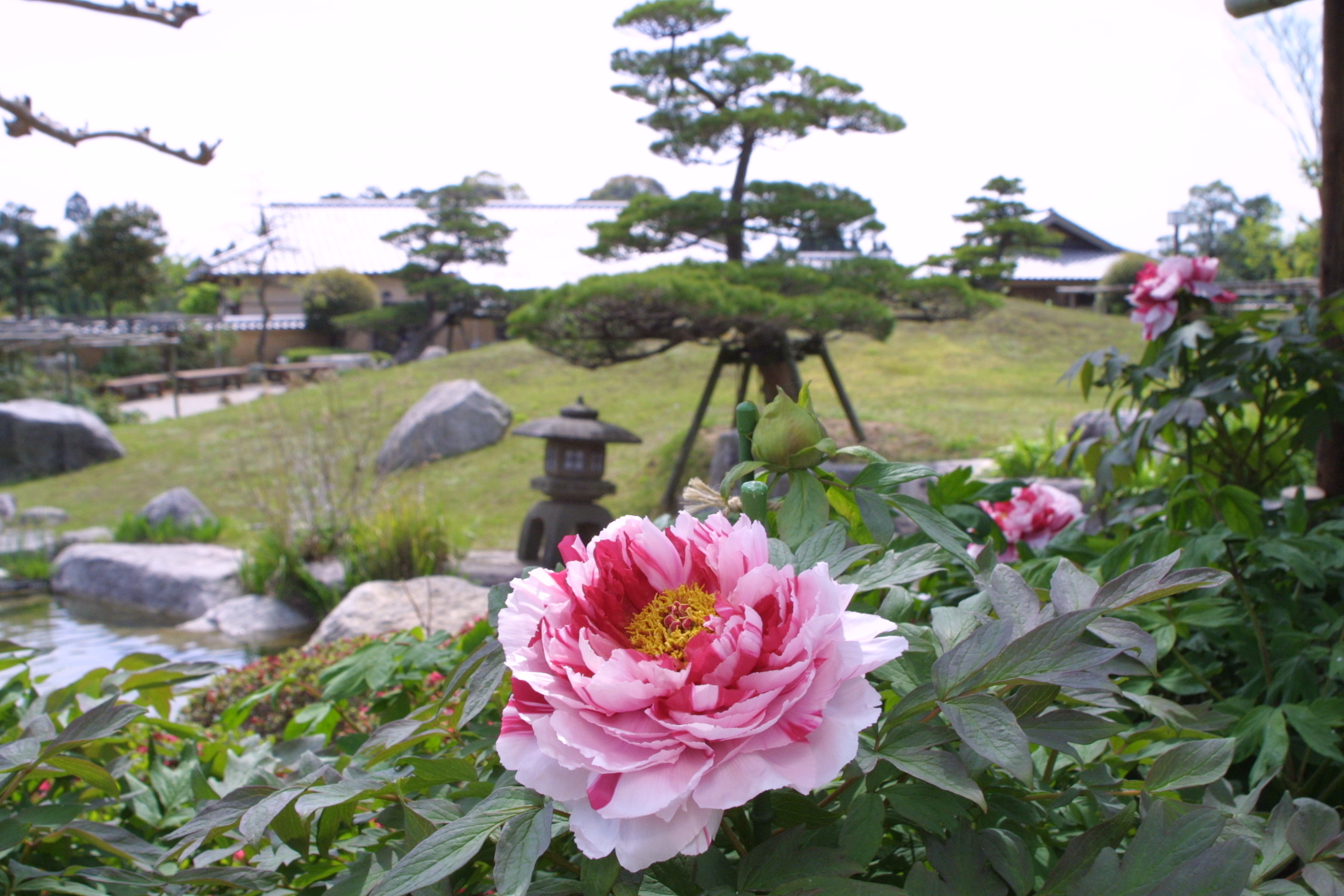 画像:ぼたんと緑の丘の写真