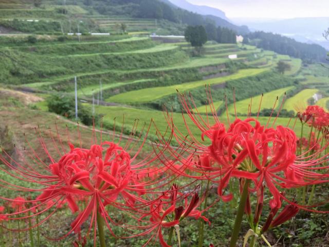 画像:岳の棚田の写真