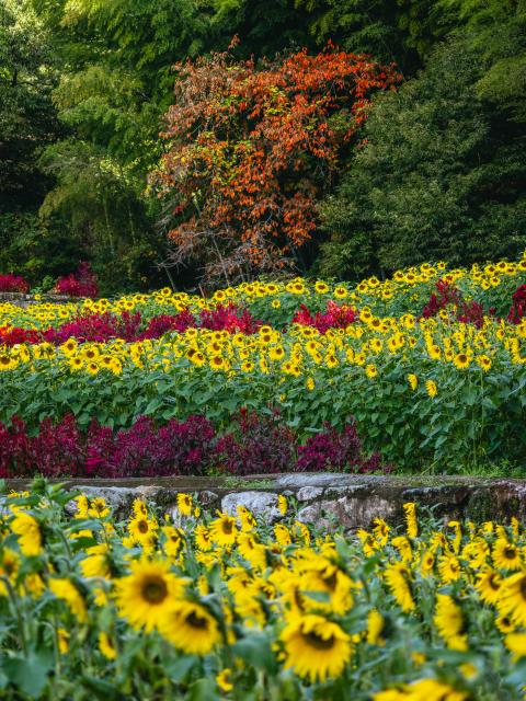 写真：山田ひまわり園