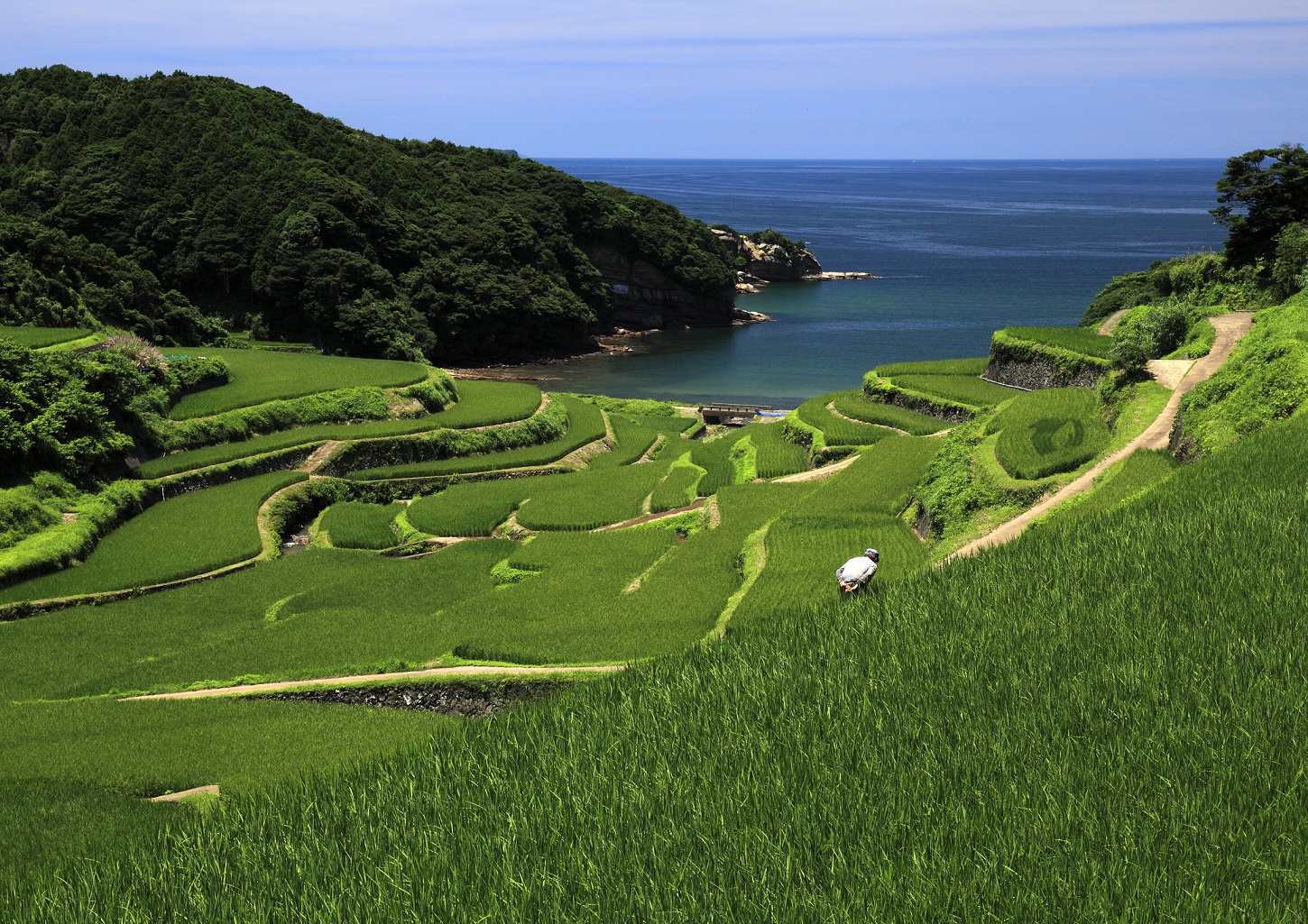 画像:浜野浦の棚田の写真