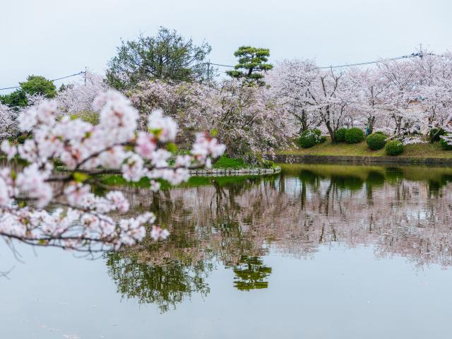 写真：小城公園(桜)