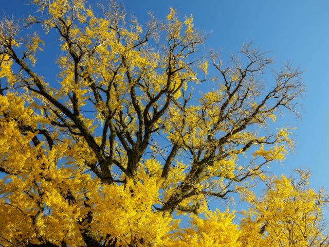 写真：有田の大公孫樹