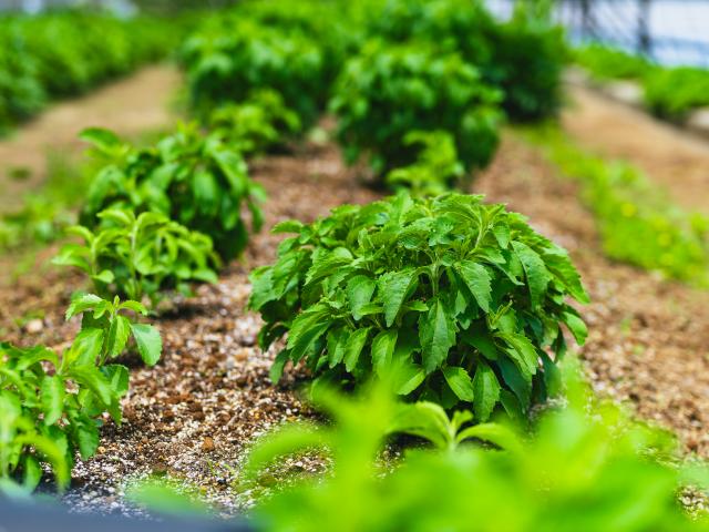 写真：玄海町薬用植物栽培研究所