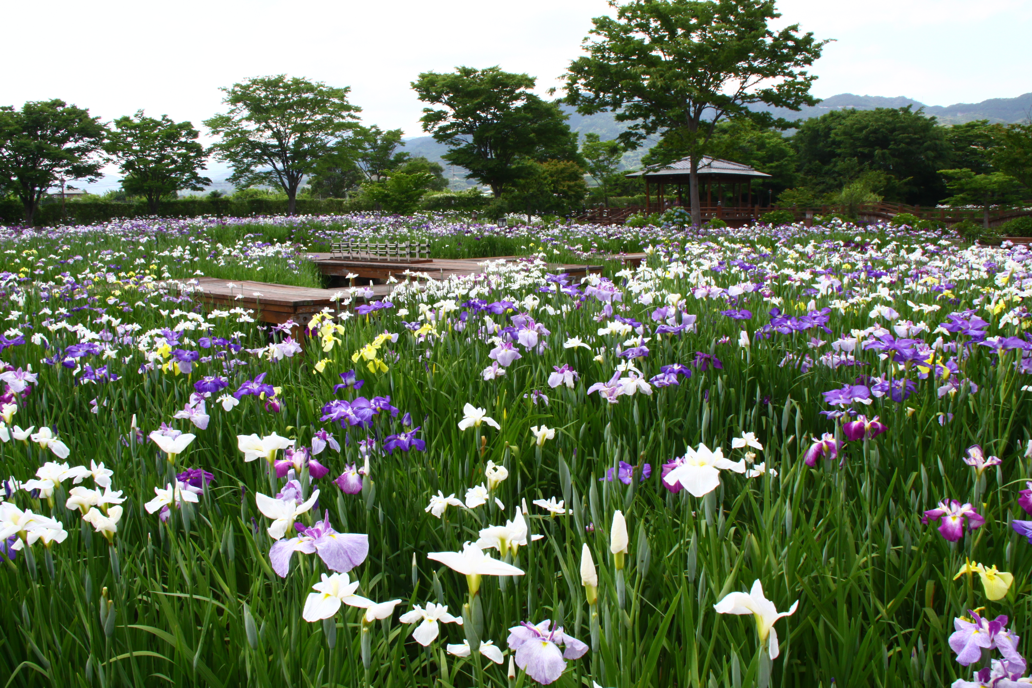 画像:大和中央公園花しょうぶ園の写真