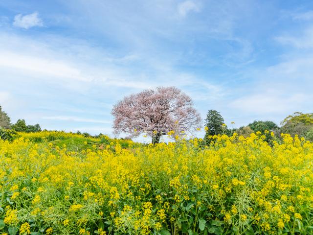 写真：馬場の山桜