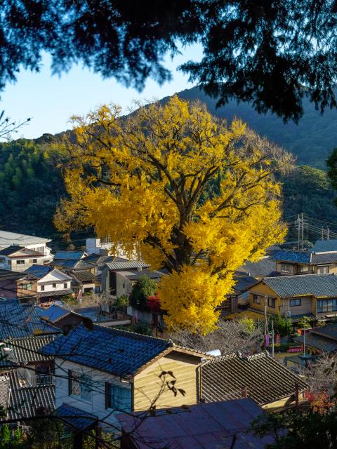 写真：有田の大公孫樹