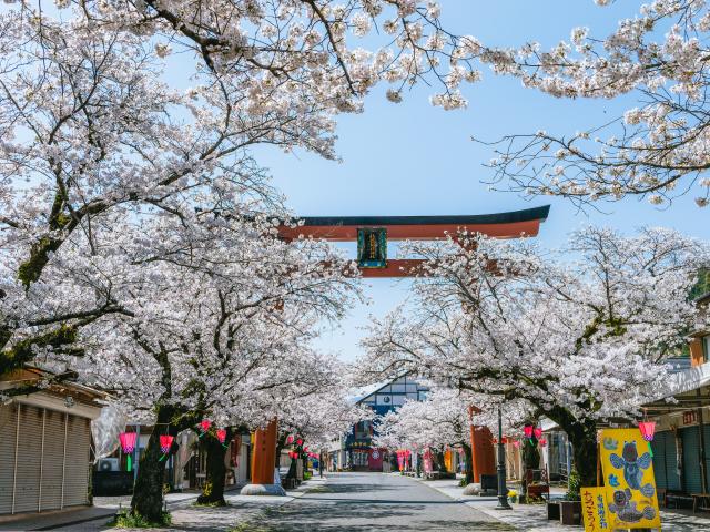 写真：祐徳稲荷神社参道(桜)